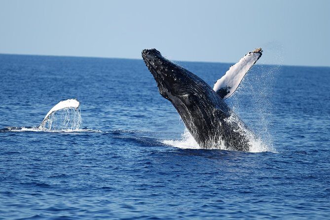 Waikiki Whale Watching Cruise with Snack & Trolley Transportation - Culture on board: hula, E Ho Mai, and what it adds