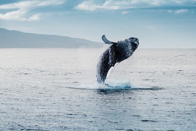 Waikiki Whale Watching Cruise - How the 2-Hour Timing Works (and How to Prep)