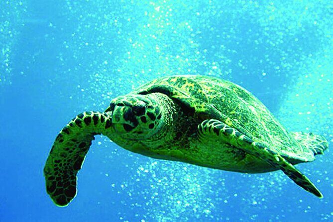 West Oahu Afternoon Turtle Snorkel Sail - Key Points You’ll Care About