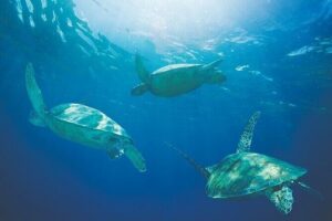 West Oahu Afternoon Turtle Snorkel Sail - Snorkel Stop Strategy and Gear: Getting Into the Water Without Guesswork