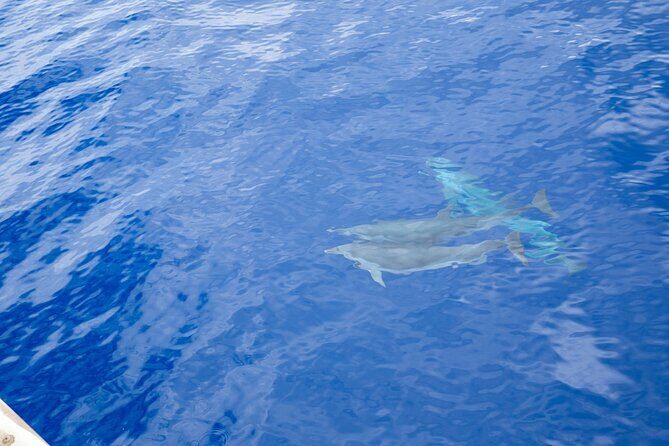 West Oahu Afternoon Turtle Snorkel Sail - Wildlife Odds: Green Sea Turtles, Tropical Fish, and Spinner Dolphins