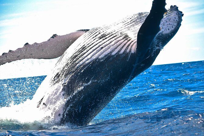 West Oahu Deluxe Whale Watching Sail - Quick hits before you go