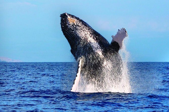 West Oahu Deluxe Whale Watching Sail - A 2-hour catamaran ride: why the timing works for whale day