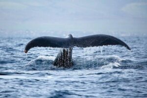 West Oahu Deluxe Whale Watching Sail - Waianae coast first: the scenic portion that keeps the trip fun