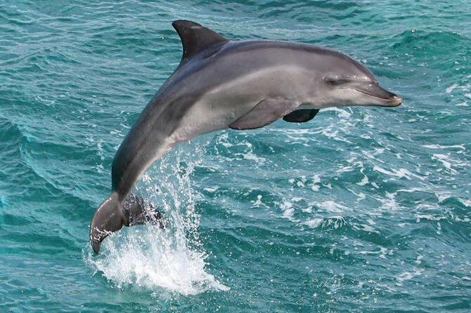 West Oahu Deluxe Whale Watching Sail - Humpback whale spotting: how you make the most of the search
