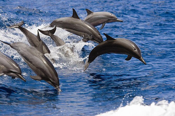 West Oahu Deluxe Whale Watching Sail - Dolphins and other wildlife: what might happen beside whales