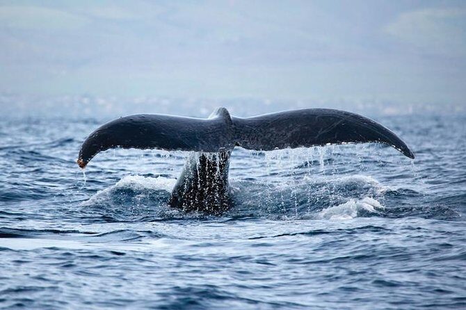 West Oahu Deluxe Whale Watching Sail - Waianae coast first: the scenic portion that keeps the trip fun