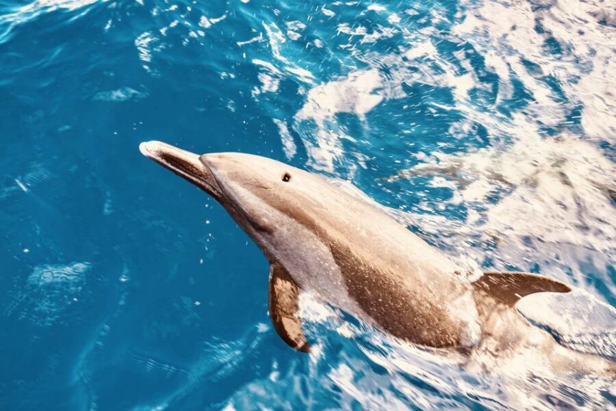 West O'ahu: Dolphin Watching and Snorkeling Catamaran Cruise - Key highlights worth your attention
