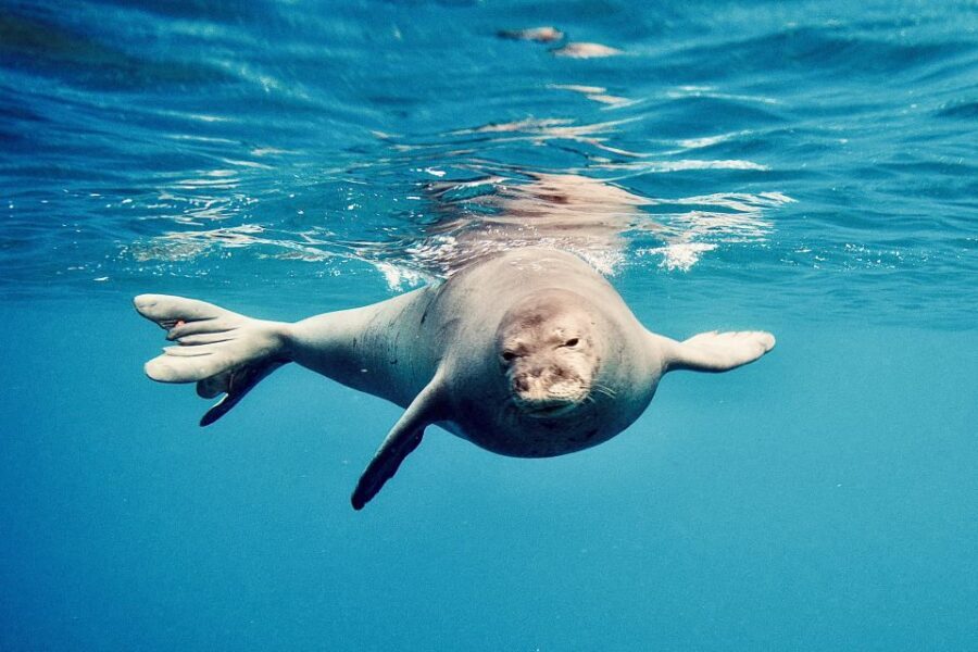 West O'ahu: Dolphin Watching and Snorkeling Catamaran Cruise - Comfort tips: what to bring for a smooth day