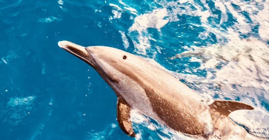 West O'ahu: Dolphin Watching and Snorkeling Catamaran Cruise - Getting to the boat: pickup, self-drive, and what to watch for