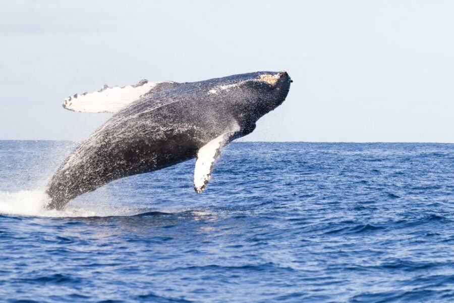 West Oahu: Eco-Friendly Whale Watching Cruise - Where You Go: Waʻianae Boat Harbor, 1:30 PM Departure