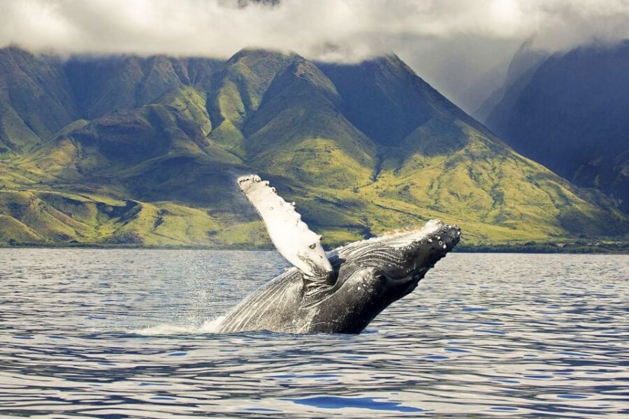 West Oahu: Eco-Friendly Whale Watching Cruise - The 2-Hour Sail: Pacific Views and a Moving Search for Humpbacks