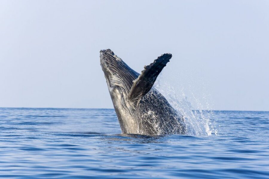 West Oahu: Eco-Friendly Whale Watching Cruise - On-Board Comfort: Shaded Seating, Open-Air Views, and Real Restroom Access