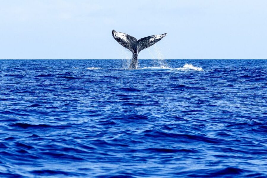 West Oahu: Eco-Friendly Whale Watching Cruise - Who This Cruise Fits Best (and Who Should Rethink It)