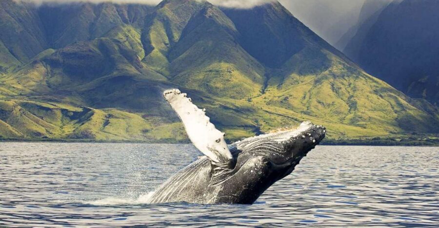 West Oahu: Eco-Friendly Whale Watching Cruise - The Whale Guarantee: What It Means for Your Money and Your Nerves