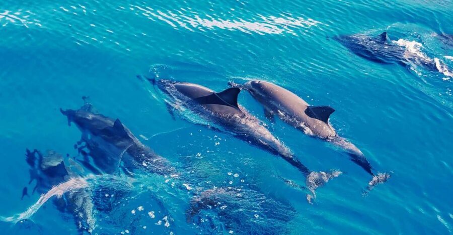 West O'ahu: Swim with Dolphins Catamaran Cruise - Key things I’d watch for on this dolphin catamaran cruise