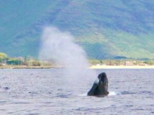 West O'ahu: Swim with Dolphins Catamaran Cruise - The 40-person double-hulled catamaran: comfort and real viewing space