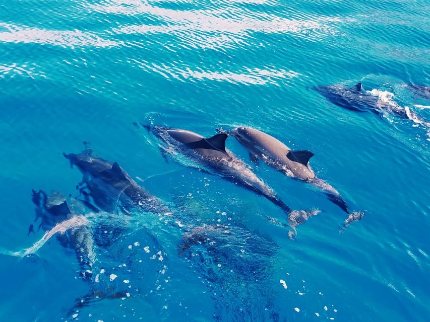 West O'ahu: Swim with Dolphins Catamaran Cruise - Snorkeling and swimming: what’s included, and what changes with the ocean