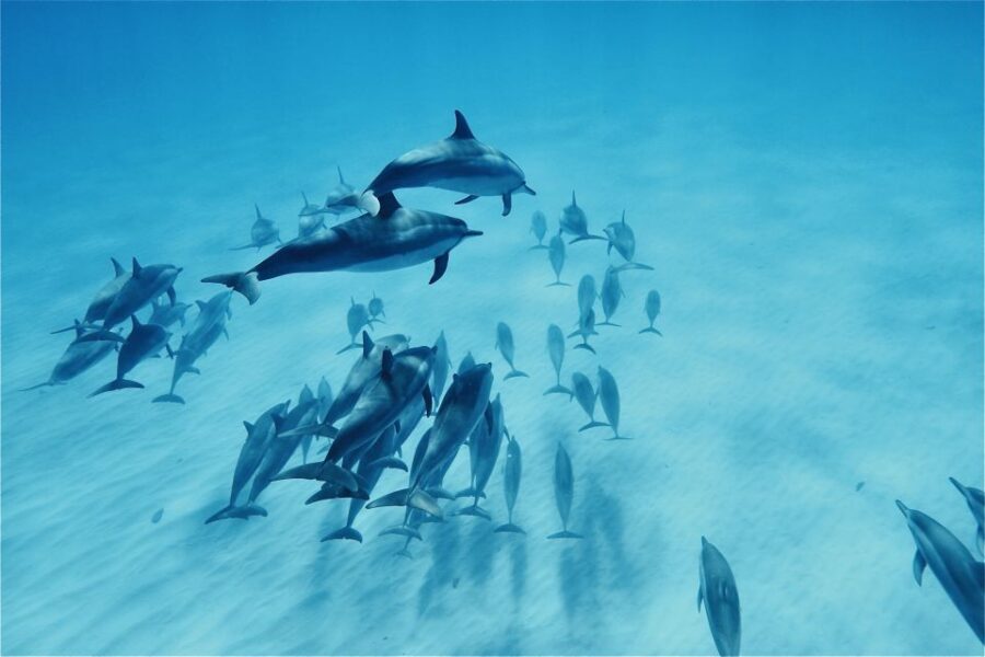 West O'ahu: Swim with Dolphins Catamaran Cruise - Price and value: why about $187 can make sense for what’s included
