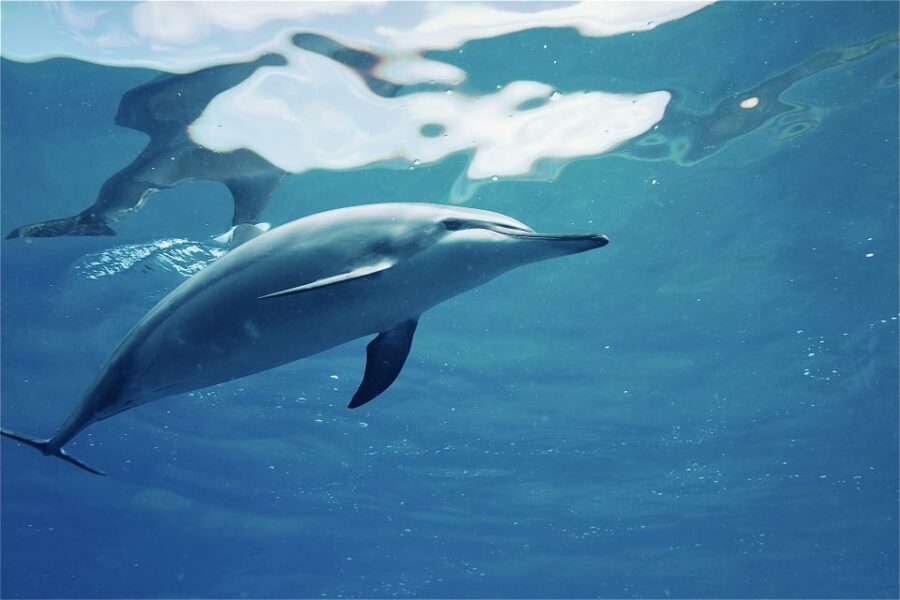 West O'ahu: Swim with Dolphins Catamaran Cruise - Who this cruise is best for (and who should skip it)