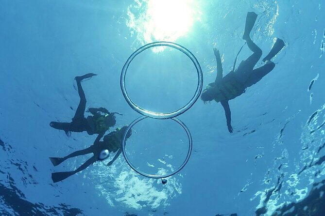 Whale & Dolphin Watching, Turtle Snorkeling - Winter humpback chances on Oahu’s west side