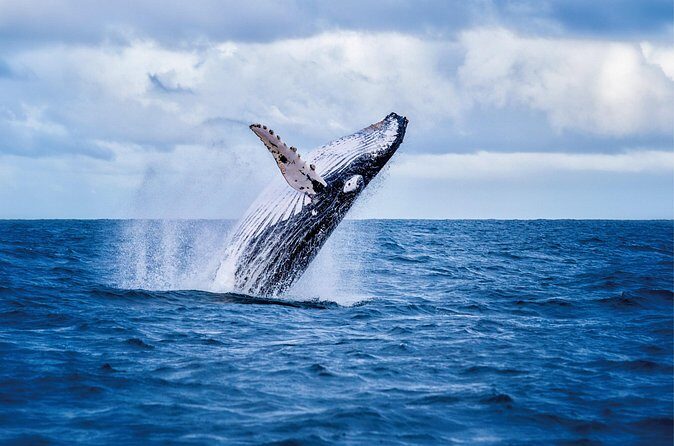 Whale & Dolphin Watching, Turtle Snorkeling - Turtle snorkeling: what’s included and how to make it work