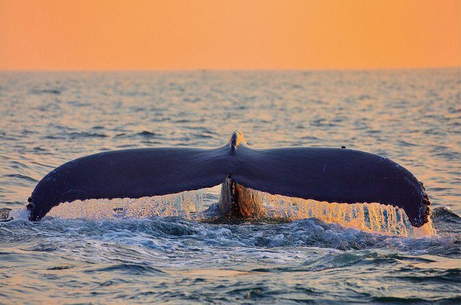 Whale & Dolphin Watching, Turtle Snorkeling - What’s included on this tour (and how that changes the value)