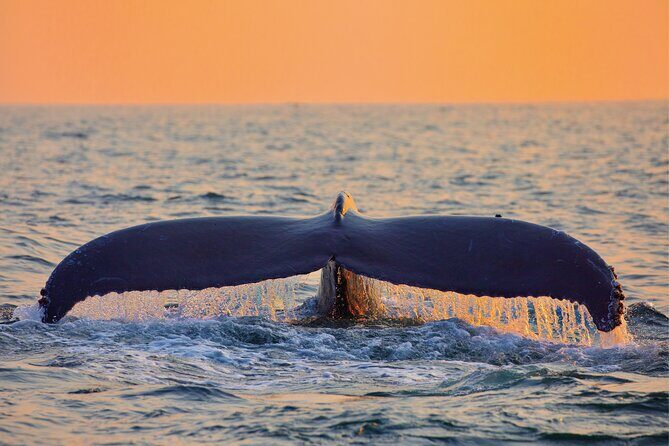 Whale & Dolphin Watching, Turtle Snorkeling - Pickup and meeting points: reduce stress, not just travel time