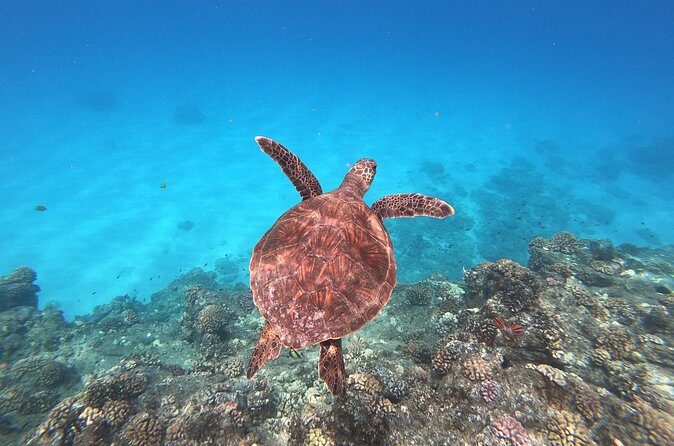 Whale & Dolphin Watching, Turtle Snorkeling - Who this tour suits best
