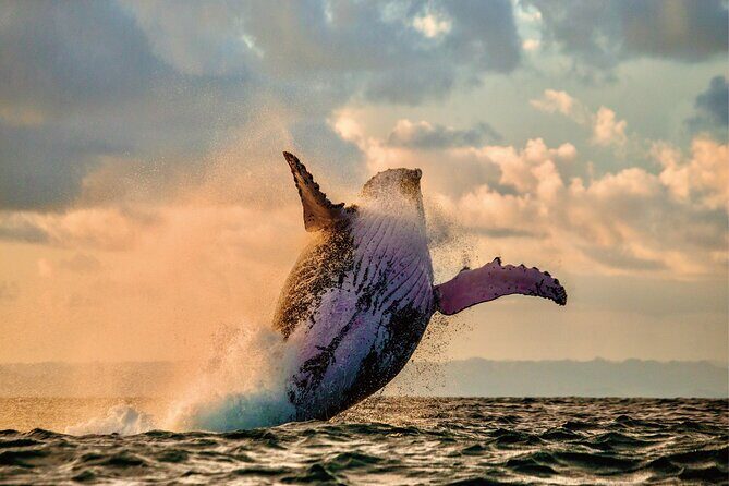 Whale & Dolphin Watching, Turtle Snorkeling - Getting to Waiʻanae Small Boat Harbor (and why timing matters)