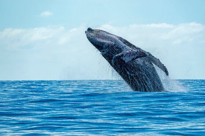Whale Watching Adventure -Speed Boat & Small Group - Key Highlights You’ll Feel Right Away