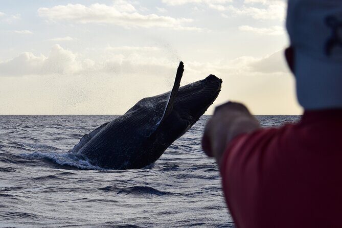 Whale Watching Adventure -Speed Boat & Small Group - Speed Boat Whale Watching From Honolulu: What the 1h45-2 Hour Ride Is Really Like