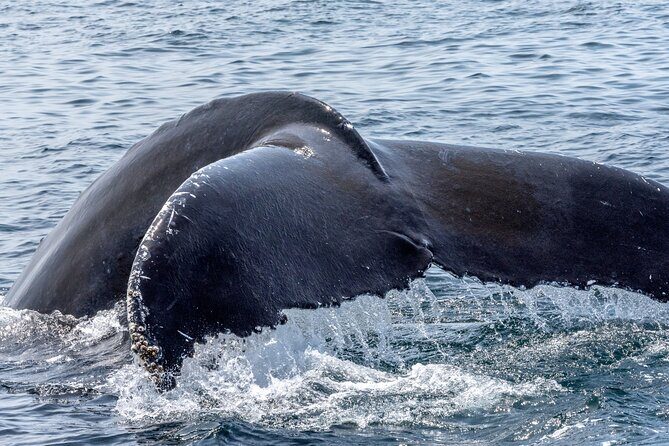 Whale Watching Adventure -Speed Boat & Small Group - The Crew’s Whale-Tracking Game: What You’re Paying For