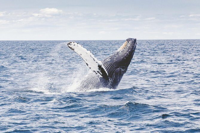 Whale Watching Adventure -Speed Boat & Small Group - Price and Value: Is $105 Worth It for Whale Watching in Oahu?