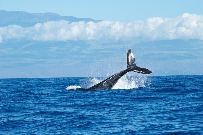 Whale Watching Cruise in Honolulu - What makes whale watching off Waikiki work in the first place