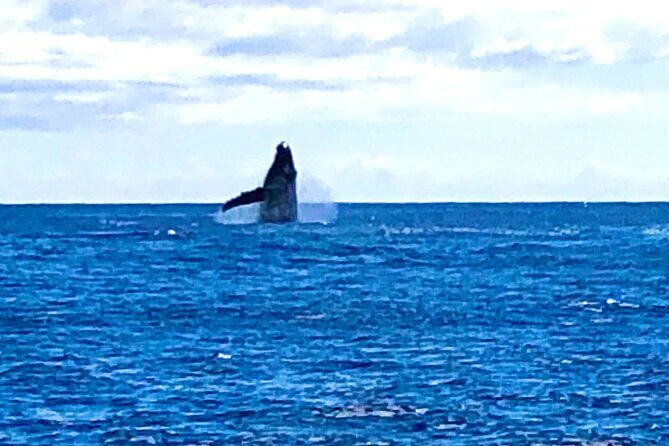 Whale Watching Cruise in Honolulu - What you’ll actually do on board (and what helps you enjoy it)