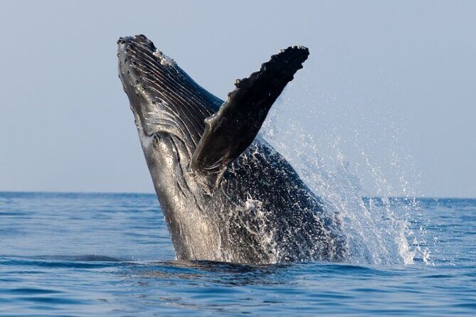 Whale Watching Cruise in Honolulu - Weather, wind, and why last-minute changes are part of the deal