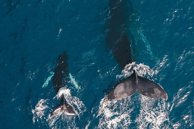 Whale Watching Cruise in Honolulu - Prince Kuhio and the ship: where comfort meets spotting