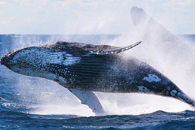 Whale Watching & Late Breakfast Cruise in Honolulu - Breakfast on Board: 100% Kona Coffee Plus Two Island-Style Choices