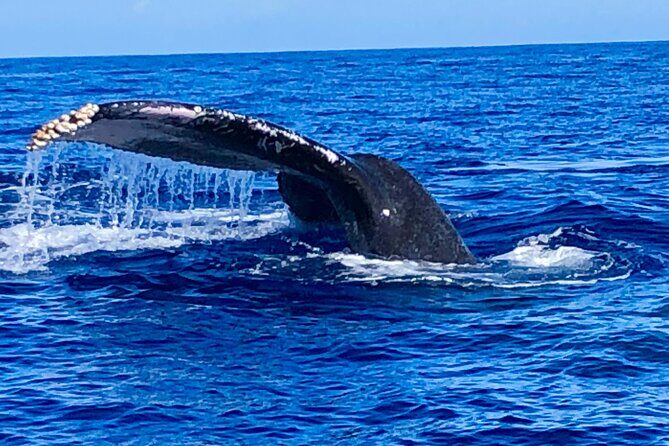 Whale Watching & Late Breakfast Cruise in Honolulu - Whale Watching Reality Check: Choppy Water, Motion Sickness, and Distance