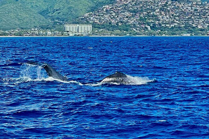 Whale Watching & Late Breakfast Cruise in Honolulu - The Crew Difference: Narration, Maneuvering, and Family-Friendly Energy