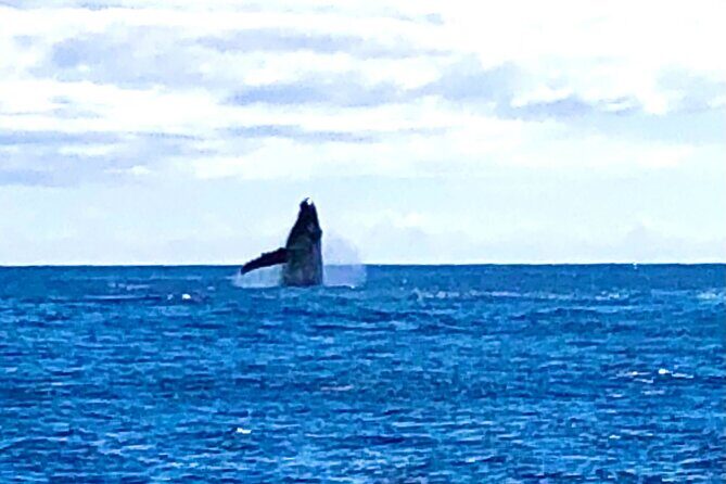 Whale Watching & Late Breakfast Cruise in Honolulu - Practicalities That Matter: Mobile Ticket, Meeting Point, and Timing